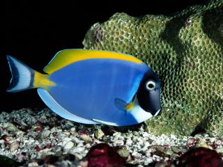 обои Сине-желтая рыба фото