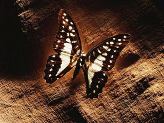обои Коричневая бабочка фото