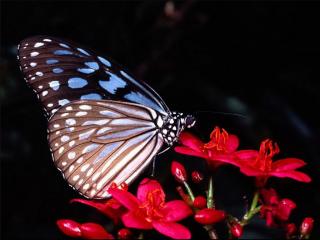 обои Бабочка на красном цветке фото