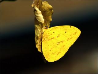 обои Желтая бабочка фото