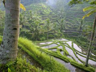 обои Terraced Rice Paddies, Ubud Area, Bali, Indonesia фото