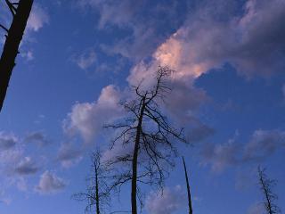 обои Облако над деревом фото