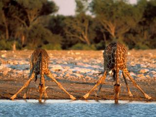обои Thirsty Giraffes, Etosha National Park, Namibia фото