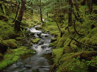 обои Temperate Rainforest, Cordova, Alaska.jpg фото