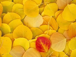 обои Желтые листья фото