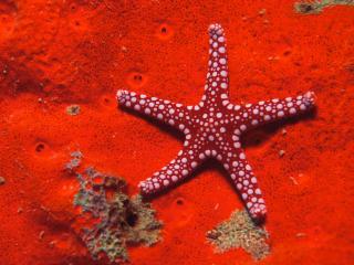обои Бордовая морская звезда фото