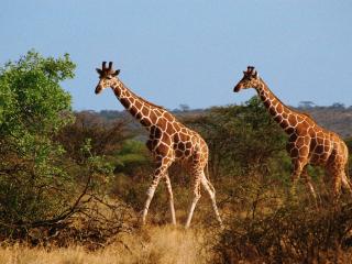 обои Жирафы фото