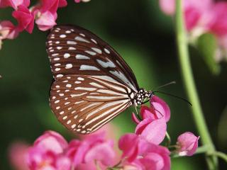 обои Коричневая бабочка на цветке фото