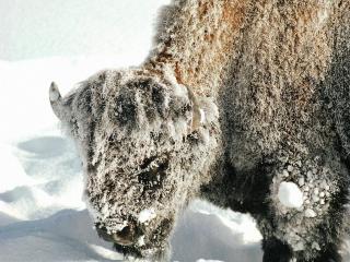 обои Бизон в снегу фото