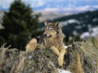обои Волк на скалах фото