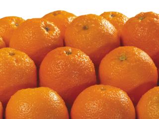обои Сочные апельсины фото