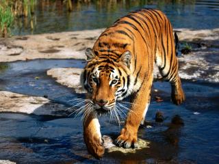 обои Тигр пробирается через ручей фото