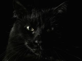 обои Взгляд черной кошки фото