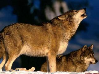 обои Волки фото
