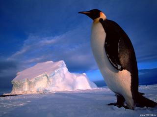 обои Королевский пингвин фото