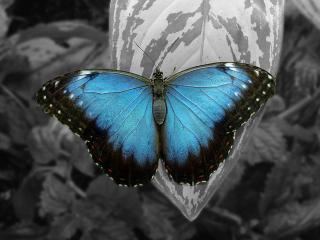 обои Бабочка на черно-белом фоне фото