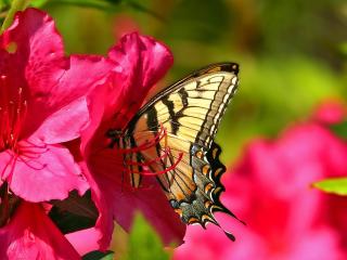 обои Бабочка на красивых цветах фото