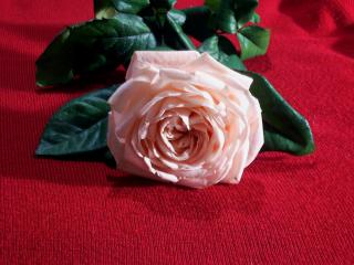 обои Розовая роза на столе фото