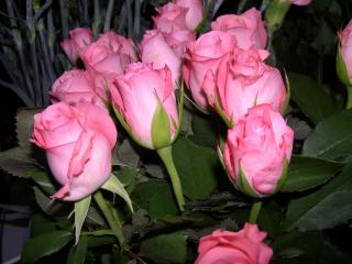 обои Букет розовых роз фото