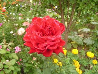 обои Красная роза среди других цветов фото