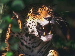 обои Леопард фото