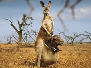 обои Бегемот в сумке кенгуру фото