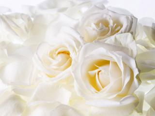 обои Нежно-белые розы фото