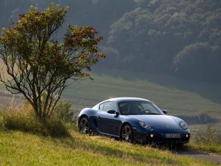 обои Porsche рядом с деревом фото