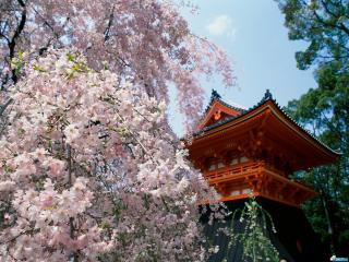 обои Япония - цветущая сакура фото