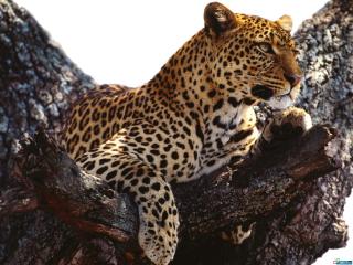 обои Леопард лежит на дереве фото