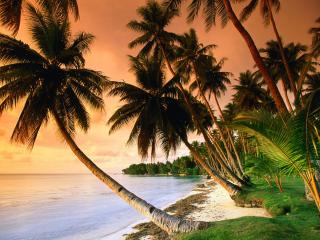 обои Тропические пальмы фото