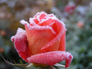 обои Замёрзшая роза фото