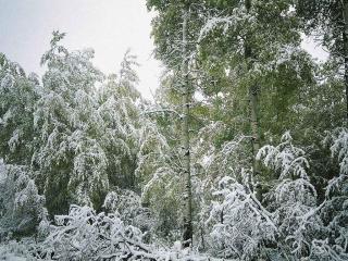 обои Деревья в снегу фото
