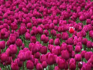 обои Поле розовых тюльпанов фото