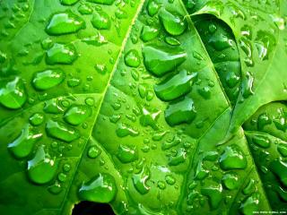 обои Капельки воды на зеленом листочке фото