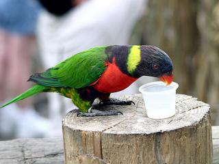 обои Зелено-карсный попугай фото