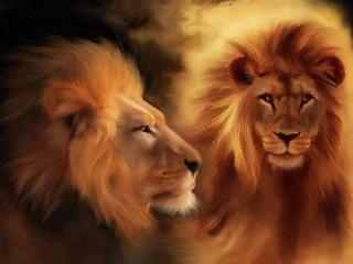 обои Львы фото