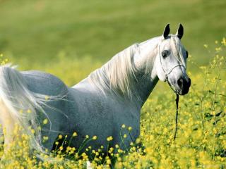 обои Белая лошадь фото
