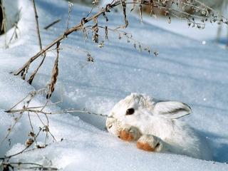обои Заяц в снегу фото