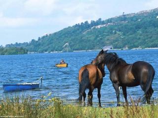 обои Лошади у берега реки фото