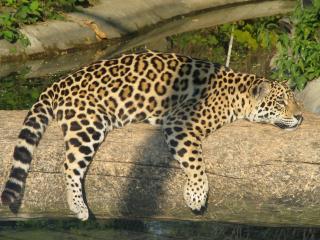 обои Леопард отдыхает фото