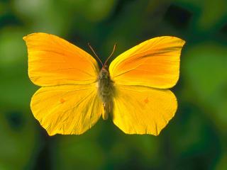 обои Бабочка желтая фото