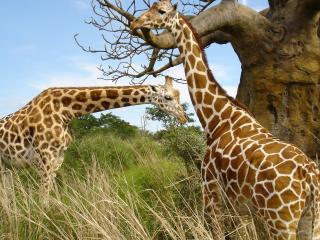 обои Жирафы фото