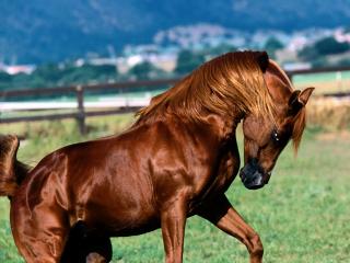 обои Рыжая лошадь фото