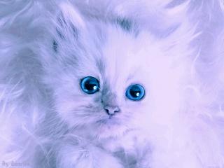 обои Белый котенок с голубыми глазами фото