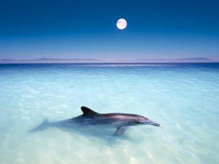 обои Дельфин на мелководье фото