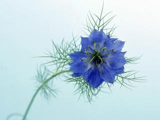 обои Одинокий голубой цветок фото
