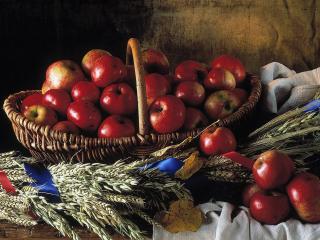 обои Урожай яблок фото
