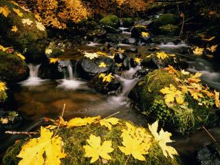 обои для рабочего стола: Осенний ручей, опавшие желтые листья
