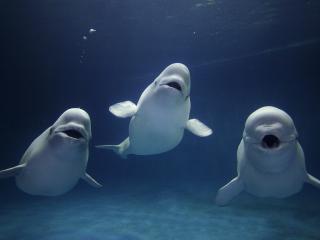 обои Три дельфина поют под водой фото